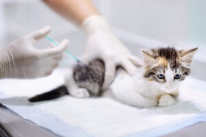 Kitten receiving a vaccine
